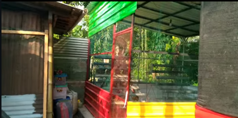 Kandang Ayam Tumpang Sari Maggot, Limbah Pustaka Dorong Peternakan Ramah Lingkungan dan Ekonomi Sirkular