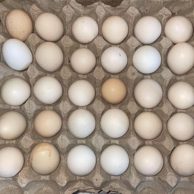 Telur Tetas Ayam Kampung Grade Super