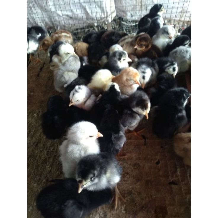 DOC Ayam Kampung Bibit Unggul