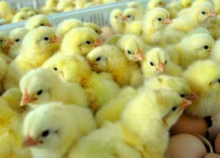 Paket Starter Berternak Ayam Kampung