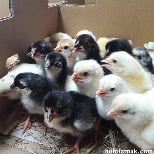 Anak Ayam Kampung Umur 14 Hari