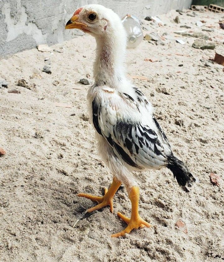 Anak Ayam Kampung Umur 21 Hari