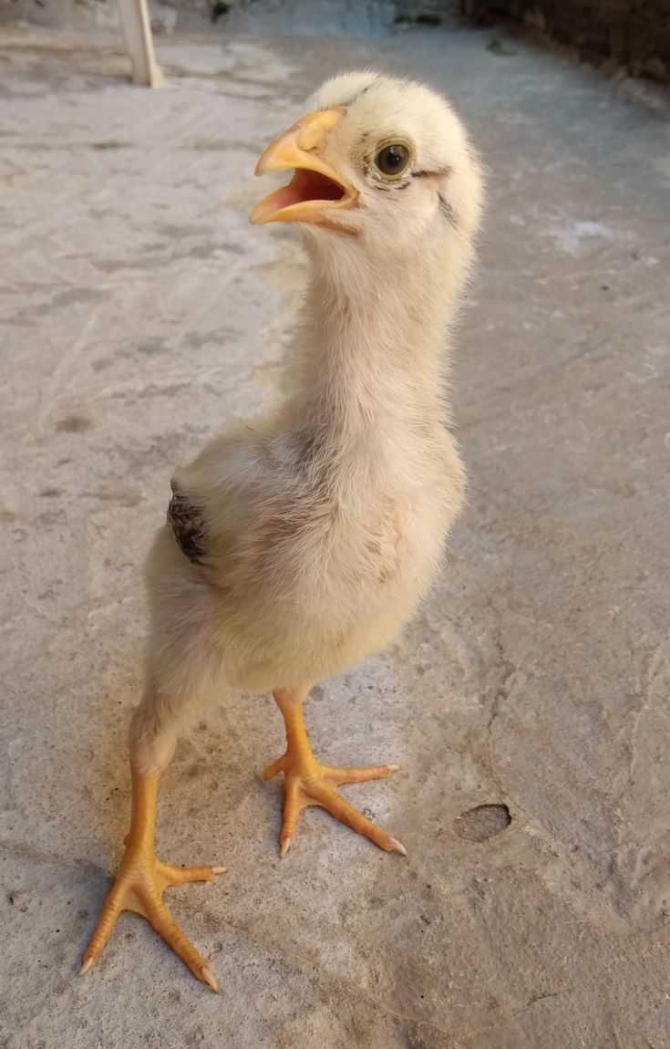 Anak Ayam Kampung Umur 30 Hari