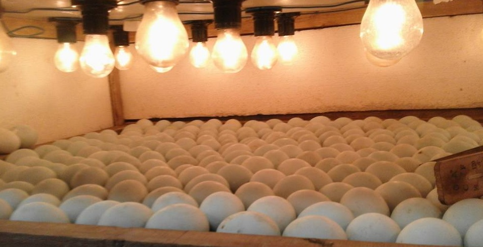 Jasa Penetasan Telur Ayam Kampung